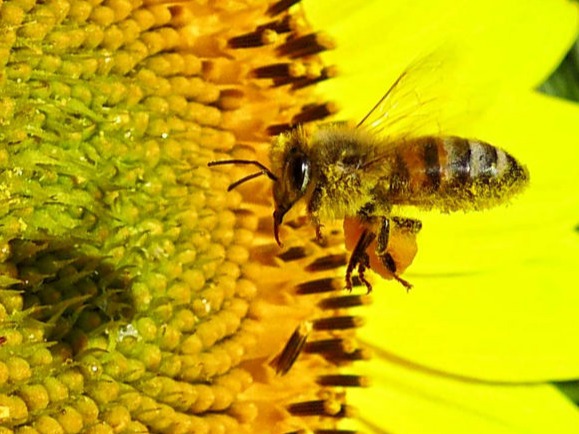 Bild von Wolfangel Biene an Sonnenblume