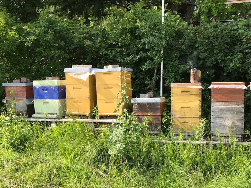 Bild von einem Wofangel Bienestand