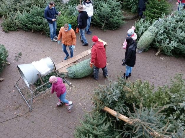 Bild von Wolfangel Service beim Weihnachtsbaumkauf